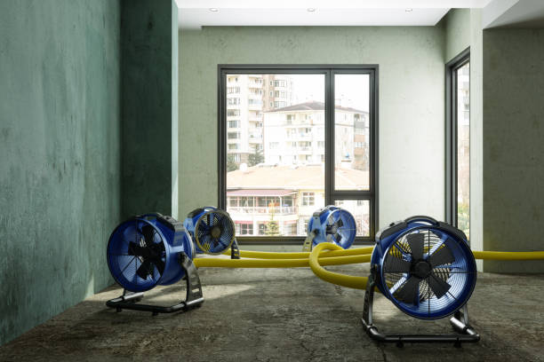 Best Professional water damage repair  in Ponce Inlet, FL